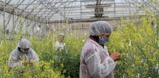 Наследие, которое живёт – как старые добрые сорта возвращаются к дачникам