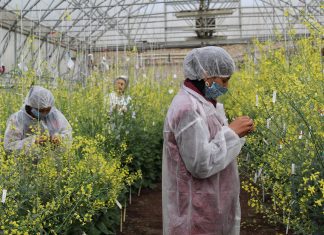 Наследие, которое живёт – как традиционные сорта возвращаются к дачникам - Блоги компаний Наследие, которое живёт – как старые добрые сорта возвращаются к дачникам