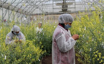 Наследие, которое живёт – как традиционные сорта возвращаются к дачникам Наследие, которое живёт – как старые добрые сорта возвращаются к дачникам