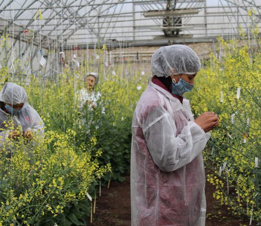 Наследие, которое живёт – как старые добрые сорта возвращаются к дачникам