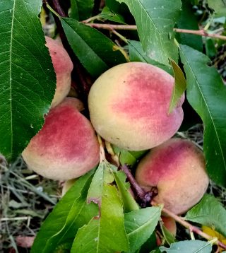 Настоящий персик