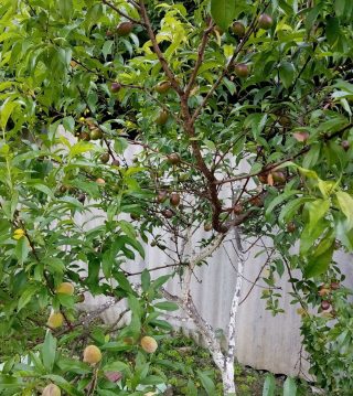 Нектарин на персике