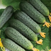 Огурец Форсаж F1