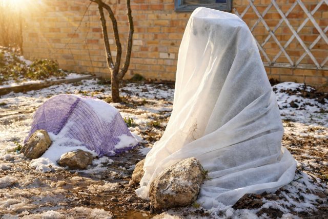 В оттепели укрытия нужно проветривать: сырой материал у стволов провоцирует гнили, особенно у винограда, клематисов и роз. Мульча должна быть сухой — мокрая ведёт к выпреванию. Вода у корней недопустима, обеспечьте дренаж.