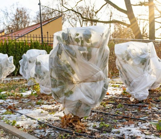 Осторожно, оттепель! 5 срочных дел в саду, когда снег начал таять - Сад и огород Осторожно, оттепель! 5 срочных дел в саду, когда снег начал таять