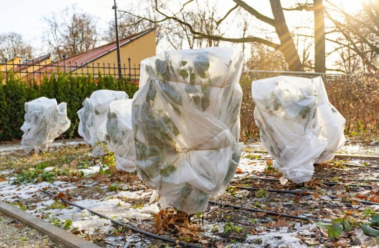 Осторожно, оттепель! 5 срочных дел в саду, когда снег начал таять Осторожно, оттепель! 5 срочных дел в саду, когда снег начал таять