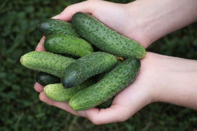 Паратунка F1 — гибрид для прохладных регионов, созревающий за 40–43 дня. Устойчив к корневым гнилям, формирует зеленцы 9–10 см с плотной мякотью без горечи.