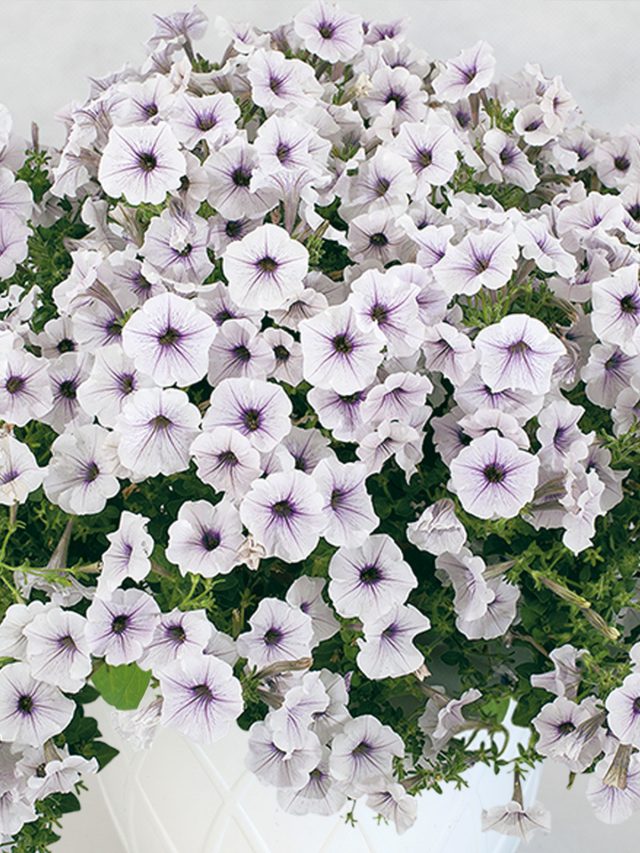 Петуния гибридная Пендолино Виолет Айс