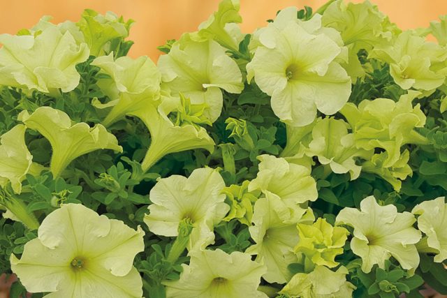 Петуния грандифлора Лимбо Джи Пи Еллоу Лайм