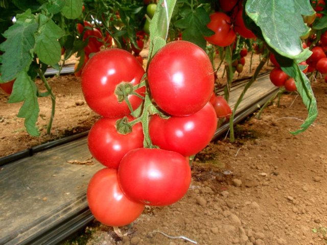 Пинк Парадайз F1 — премиальный розовый гибрид 200–350 г с тонкой кожицей и сладкой мякотью. Требователен к питанию и кальцию, но в хорошей теплице даёт один из самых вкусных результатов.