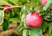 Почему осыпаются недозревшие яблоки — готовимся к проблеме