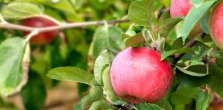 Почему осыпаются недозревшие яблоки — готовимся к проблеме