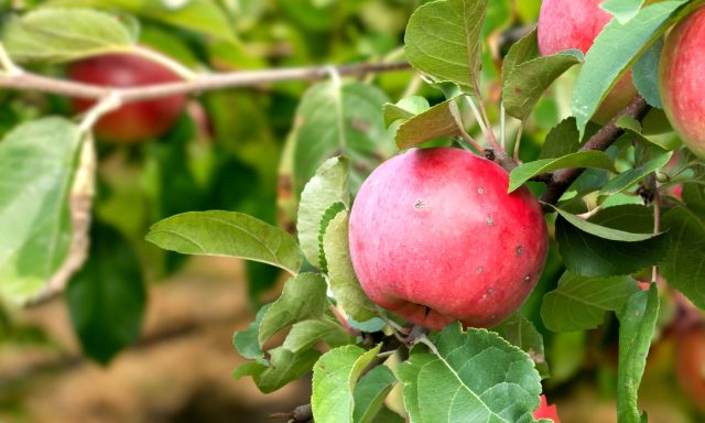 Почему осыпаются недозревшие яблоки? 8 причин и решений
