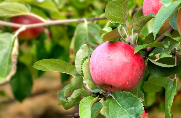 Почему осыпаются недозревшие яблоки? 8 причин и решений Почему осыпаются недозревшие яблоки — готовимся к проблеме