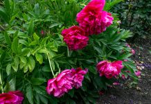 Почему разваливаются многолетники и как их спасти — все секреты Почему разваливаются многолетники и как их спасти — все секреты