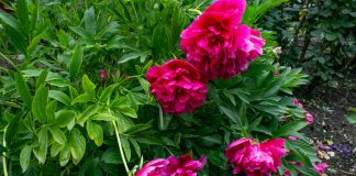 Почему разваливаются многолетники и как их спасти — все секреты Почему разваливаются многолетники и как их спасти — все секреты