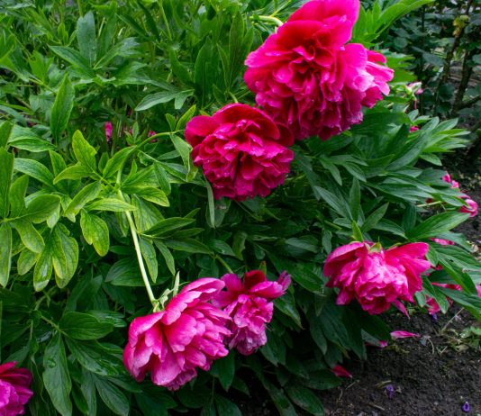 Почему разваливаются многолетники и как их спасти — все секреты - Цветник и ландшафт Почему разваливаются многолетники и как их спасти — все секреты