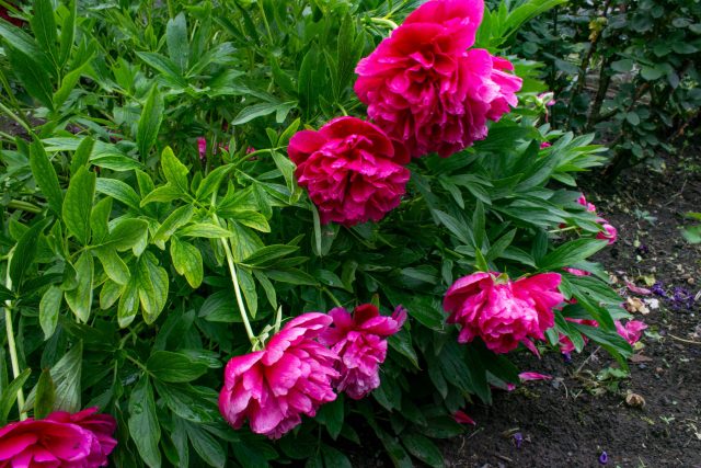 Почему разваливаются многолетники и как их спасти — все секреты Почему разваливаются многолетники и как их спасти — все секреты