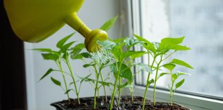 Рассада: подкормить или не трогать? Как вырастить крепкие сеянцы