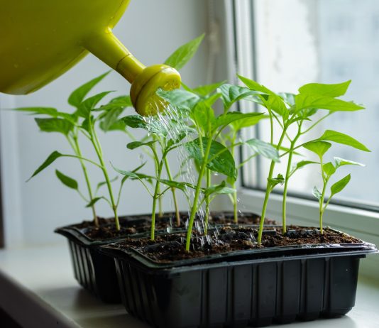 Рассада: подкормить или не трогать? Как вырастить крепкие сеянцы