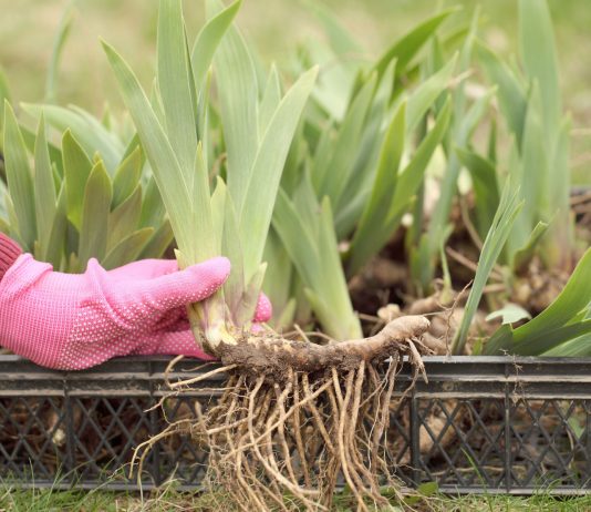 Покупка корневищ цветов: что важно знать, чтобы не разочароваться - Лучшее Покупка корневищ цветов: что важно знать, чтобы не разочароваться
