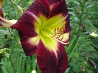 Бэла Лугоси, полувечнозелёный, зимовка без гарантии Бэла Лугоси, полувечнозелёный, зимовка без гарантии