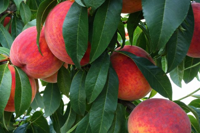 Посол Мира — универсальный вариант для частного сада. Крупные плоды с малиновым румянцем сочетают плотную жёлтую мякоть и приятную кислинку. Персик Посол Мира лежит несколько дней без потери качества.