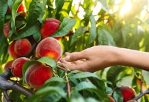 Какие персики действительно стоит посадить? 10 проверенных сортов