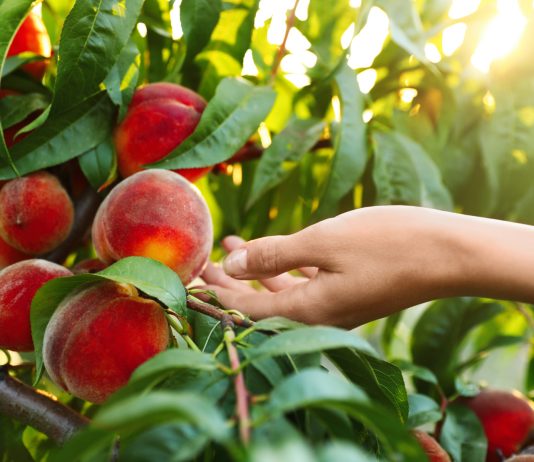 Какие персики действительно стоит посадить? 10 проверенных сортов - Сад и огород Какие персики действительно стоит посадить? 10 проверенных сортов