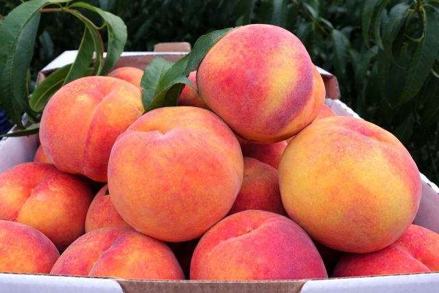 Классика среднеранних сроков — Редхейвен. Красивые плоды с ярким румянцем и легко отделяющейся косточкой ценят и дачники, и фермеры. Вкус сбалансированный, мякоть сочная, отлично идёт на варенье и компоты.