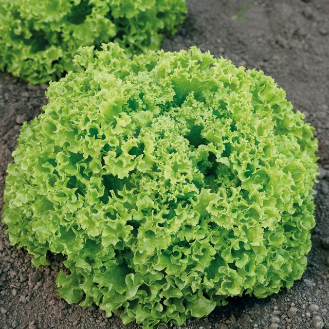 Грин Мастер — среднеспелый листовой сорт для открытого и защищённого грунта, подходит для посева с весны до осени. Формирует крупную плотную розетку с нежными светло-зелёными листьями, устойчив к цветушности и некрозам.