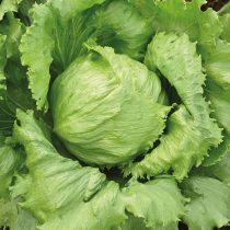 Позднеспелый сорт с закрытым плоскоокруглым кочаном до 500 г. Листья плотные, хрустящие, долго сохраняют свежесть после срезки. Подходит для салатов, бутербродов и сервировки блюд.
