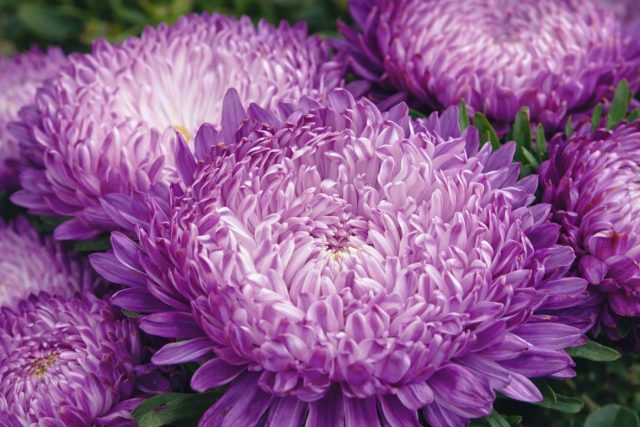 Хризантемовидные объёмные цветки with тонкими слегка закрученными лепестками. Серия устойчива к влажной погоде, долго сохраняет декоративность и редко теряет форму в дождливое лето.