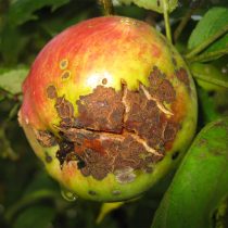 Со временем точечки от парши превращаются в крупные затвердевшие или подгнивающие участки, из-за чего яблоки остаются висеть и гнить либо осыпаются раньше срока. 