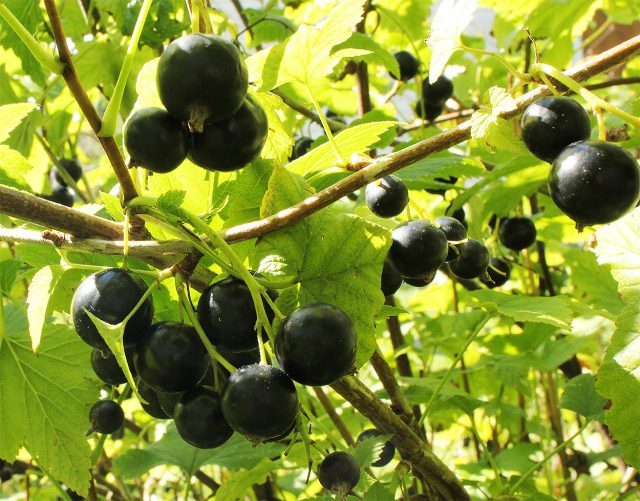 Сорт чёрной смородины Гулливер с крупными блестящими ягодами на ветке