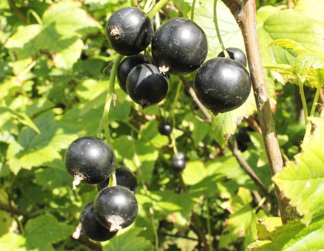 Сладкие десертные ягоды раннего сорта чёрной смородины Изюмная