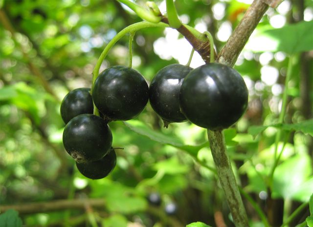 Матовые выровненные ягоды сорта чёрной смородины Нежданчик