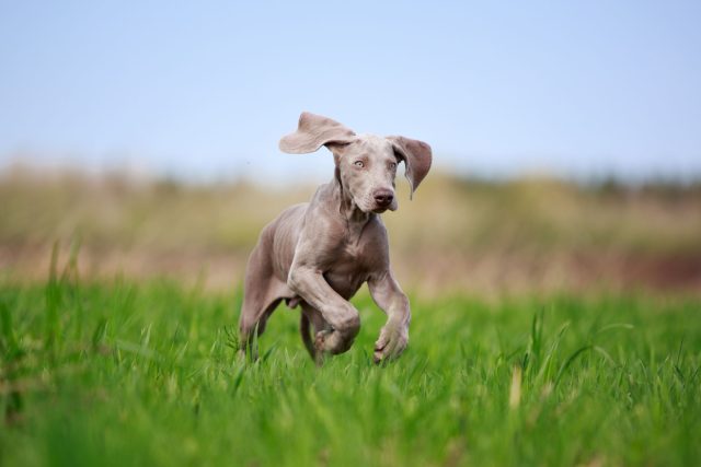 Веймаранер — это движение вместе. Он тонко чувствует хозяина, но без ежедневной активности быстро теряет баланс. Для сидячего ритма жизни эта порода не подходит. Веймаранер — это движение вместе. Он тонко чувствует хозяина, но без ежедневной активности быстро теряет баланс. Для сидячего ритма жизни эта порода не подходит.