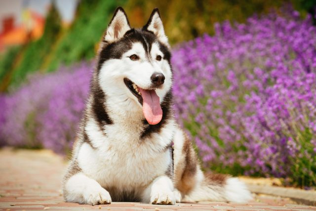 Хаски раскрывается на длинной дистанции. Его стихия — километры пути и стабильный темп. Короткие выгулы его только разогревают, а не утомляют. Хаски раскрывается на длинной дистанции. Его стихия — километры пути и стабильный темп. Короткие выгулы его только разогревают, а не утомляют.