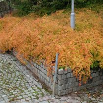 Стефанандра надрезанолистная