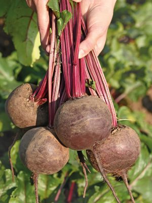 Барон — урожайный среднеспелый сорт со сроком созревания 95–110 дней. Формирует компактную листовую розетку и ровные, округлые корнеплоды массой 250–350 г.