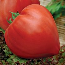 Томат Бычье сердце