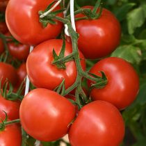 Томат Корунд F1