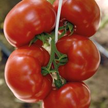 Томат Румяный шар F1