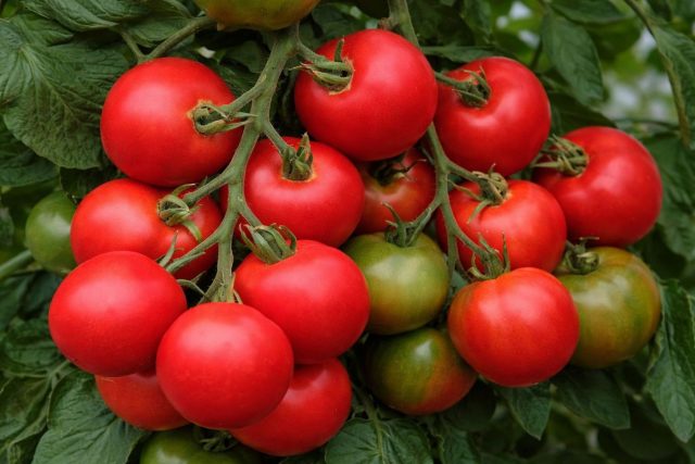 Толстой F1 — мощный гибрид с крупными мясистыми плодами 150–220 г . Даёт высокий урожай и устойчиво переносит умеренные стрессы. Универсален: и на стол, и в переработку.