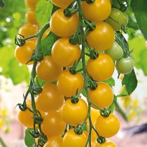 Томат Золотой поток F1