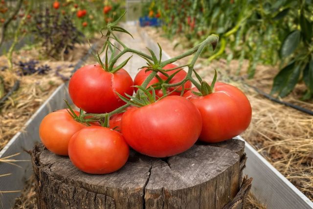 Третьяковский F1 — глянцевый красный гибрид с красивой формой и плотной мякотью. Хорош для продажи и заготовок, стабильно завязывает при стандартном уходе.
