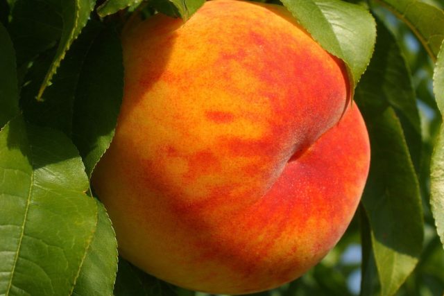 Плотномякотный Твард Твардив — находка для заготовок. Ломтики не расползаются при варке, компоты получаются аккуратными. При этом вкус у Твардив насыщенный, сладкий с освежающей кислотностью.