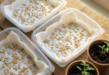 Уход за рассадой паслёновых: как вырастить крепкие томаты, перцы и баклажаны без химии Уход за рассадой паслёновых: как вырастить крепкие томаты, перцы и баклажаны без химии