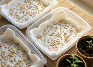 Уход за рассадой паслёновых: как вырастить крепкие томаты, перцы и баклажаны без химии - Блоги компаний Уход за рассадой паслёновых: как вырастить крепкие томаты, перцы и баклажаны без химии